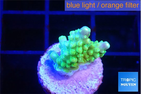 Acropora lemon green 1-2 cm WYSIWYG acclimaté