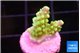Acropora lemon green 1-2 cm WYSIWYG acclimaté