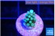 Acropora green blue 1-2 cm WYSIWYG acclimaté