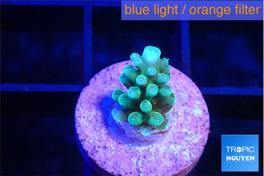 Acropora green blue 1-2 cm WYSIWYG acclimaté