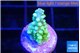 Acropora lemon green 1-2 cm WYSIWYG acclimaté