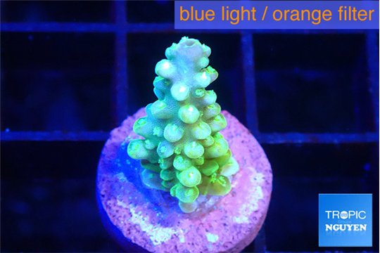 Acropora lemon green 1-2 cm WYSIWYG acclimaté