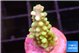 Acropora lemon green 1-2 cm WYSIWYG acclimaté
