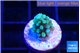 Acropora green blue 1-2 cm WYSIWYG acclimaté
