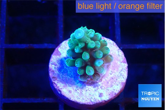 Acropora green blue 1-2 cm WYSIWYG acclimaté