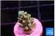 Acropora green blue 1-2 cm WYSIWYG acclimaté