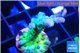 Acropora green blue ice Fijii 2-3 cm WYSIWYG acclimaté