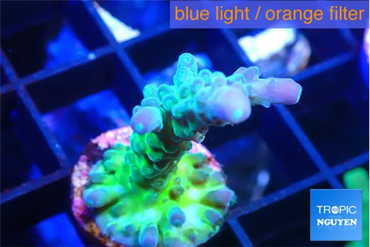 Acropora green blue ice Fijii 2-3 cm WYSIWYG acclimaté