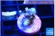 Acropora purple 1-2 cm WYSIWYG acclimaté