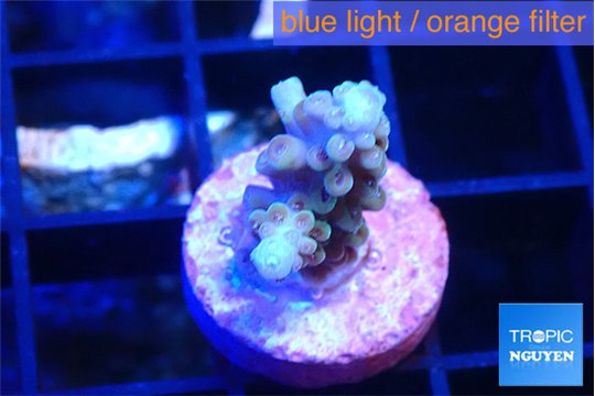 Acropora purple 1-2 cm WYSIWYG acclimaté