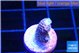Acropora pink 1-2 cm WYSIWYG acclimaté