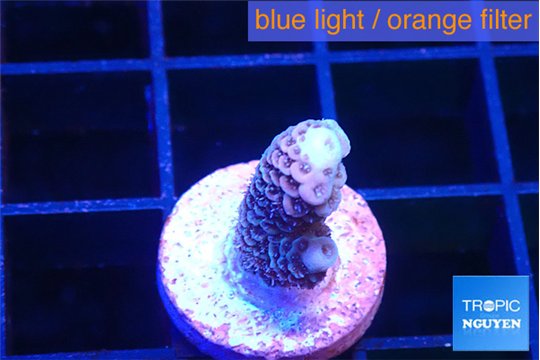 Acropora pink 1-2 cm WYSIWYG acclimaté
