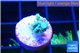 Acropora green blue 1-2 cm WYSIWYG acclimaté