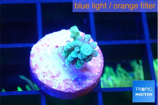 Acropora green blue 1-2 cm WYSIWYG acclimaté