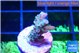 Acropora purple 1-2 cm WYSIWYG acclimaté