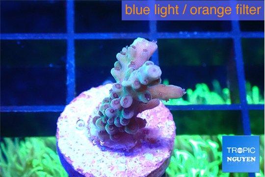 Acropora purple 1-2 cm WYSIWYG acclimaté