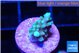 Acropora green blue 1-2 cm WYSIWYG acclimaté