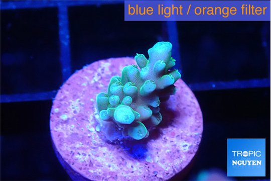 Acropora green blue 1-2 cm WYSIWYG acclimaté