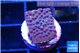 Acropora green polyps 1-2 cm WYSIWYG acclimaté