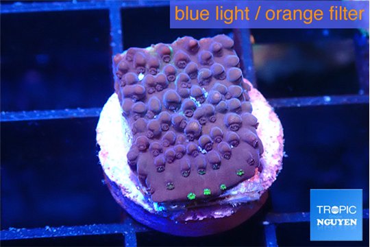 Acropora green polyps 1-2 cm WYSIWYG acclimaté