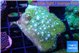 Pocillopora damicornisgreen & pink tip 3-5 cm WYSIWYG acclimaté