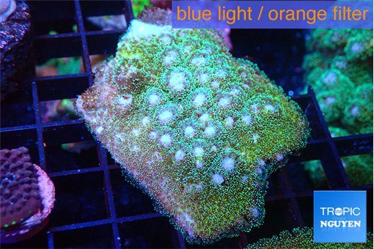 Pocillopora damicornisgreen & pink tip 3-5 cm WYSIWYG acclimaté