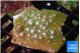 Pocillopora damicornisgreen & pink tip 3-5 cm WYSIWYG acclimaté