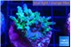 Acropora green blue ice Fijii 2-3 cm WYSIWYG acclimaté
