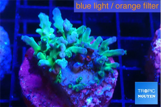 Acropora green blue ice Fijii 2-3 cm WYSIWYG acclimaté