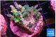 Acropora green blue ice Fijii 2-3 cm WYSIWYG acclimaté