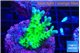 Acropora green blue ice Fijii 2-3 cm WYSIWYG acclimaté