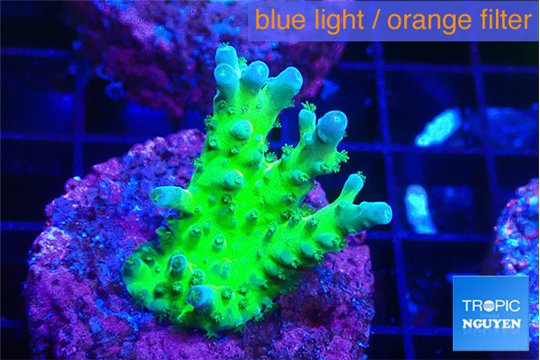 Acropora green blue ice Fijii 2-3 cm WYSIWYG acclimaté