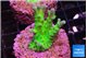 Acropora green blue ice Fijii 2-3 cm WYSIWYG acclimaté