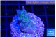 Acropora green purple 2 cm WYSIWYG acclimaté