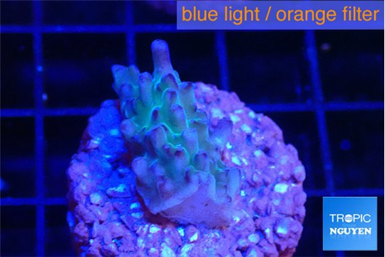 Acropora green purple 2 cm WYSIWYG acclimaté