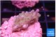 Acropora green purple 2 cm WYSIWYG acclimaté
