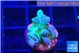 Acropora green blue ice Fijii 2 cm WYSIWYG acclimaté