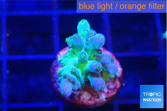 Acropora green blue ice Fijii 2 cm WYSIWYG acclimaté