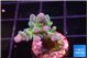 Acropora green blue ice Fijii 2 cm WYSIWYG acclimaté