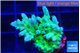 Acropora green blue ice Fijii 2-3 cm WYSIWYG acclimaté