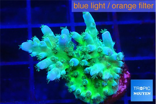 Acropora green blue ice Fijii 2-3 cm WYSIWYG acclimaté
