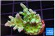 Acropora green blue ice Fijii 2-3 cm WYSIWYG acclimaté