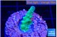 Acropora green blue ice Fijii 2 cm WYSIWYG acclimaté