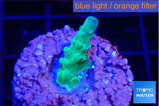 Acropora green blue ice Fijii 2 cm WYSIWYG acclimaté