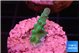 Acropora green blue ice Fijii 2 cm WYSIWYG acclimaté