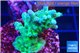 Acropora green blue ice Fijii 2-3 cm WYSIWYG acclimaté
