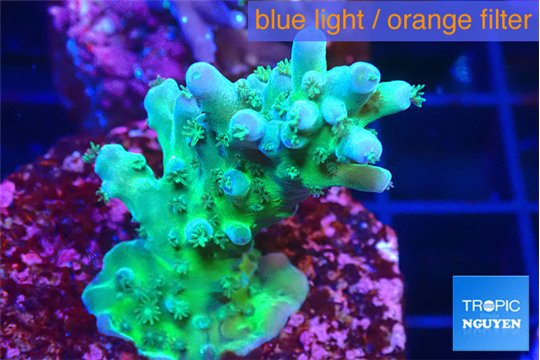 Acropora green blue ice Fijii 2-3 cm WYSIWYG acclimaté