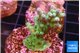 Acropora green blue ice Fijii 2-3 cm WYSIWYG acclimaté