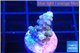 Acropora purple 1-2 cm WYSIWYG acclimaté