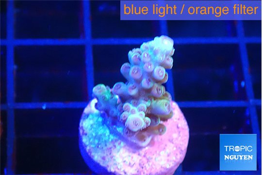 Acropora purple 1-2 cm WYSIWYG acclimaté